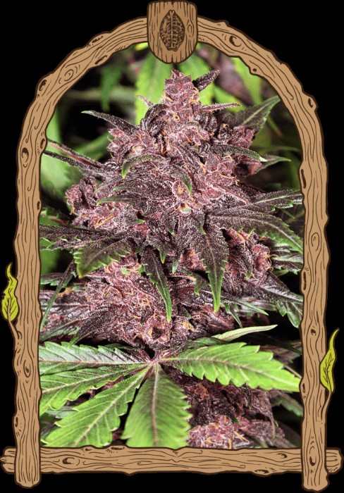 Black Haze Auto Autoflower by Exotic Seed