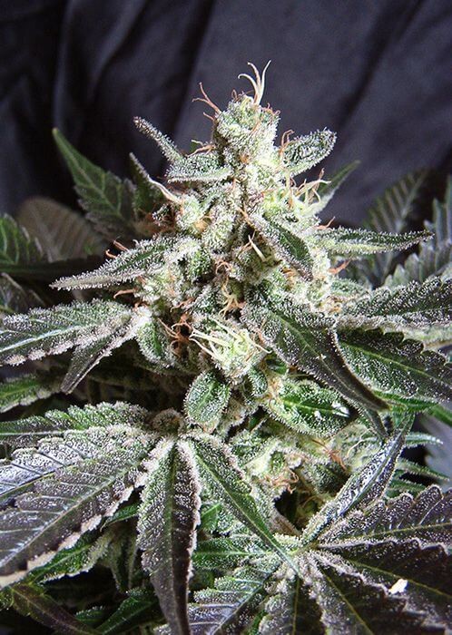 Black Jack Feminized by Sweet Seeds