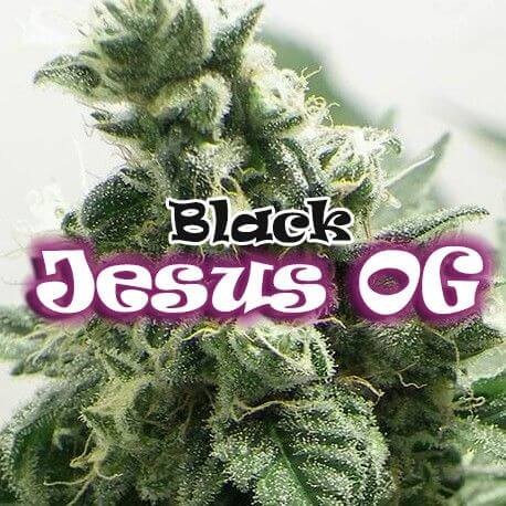 Black Jesus OG Feminized by Dr. Underground Seeds