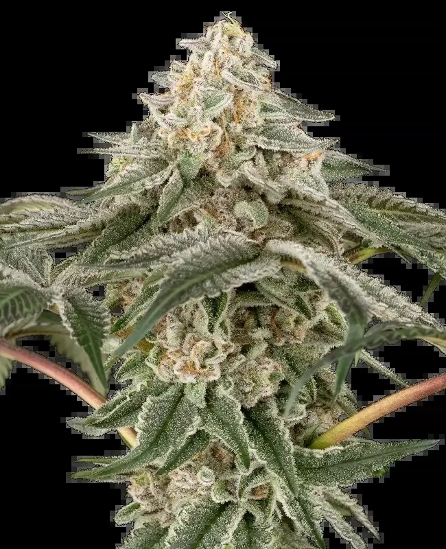 Black Lily Feminized by Sensi Seeds