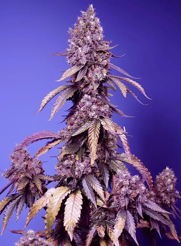 Black Muffin F1 Fast Version Feminized by Sweet Seeds