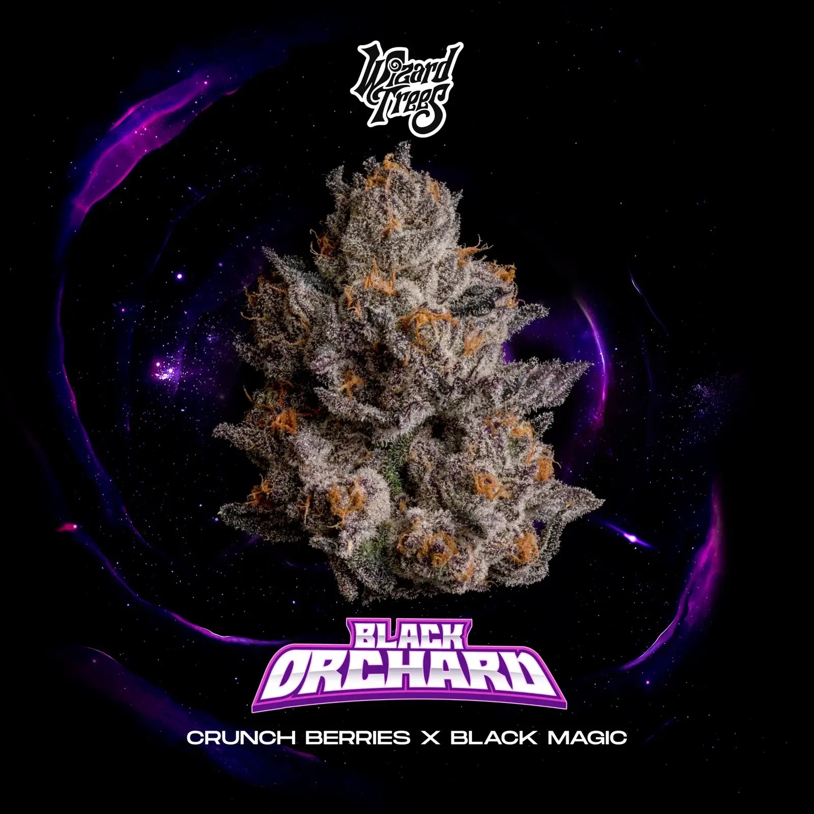 Black Orchard Feminized by Wizard Trees