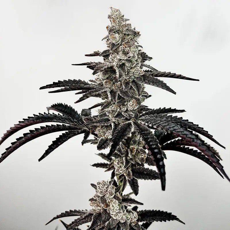 Black Patronus Feminized by Exotic Genetix