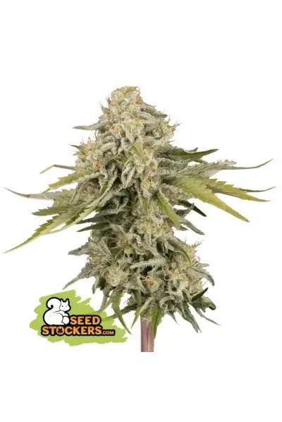 Black Rainbow Auto Autoflower by Seedstockers