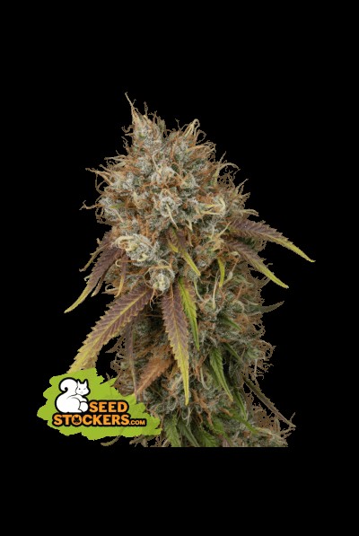 Black Rainbow Feminized by Seedstockers