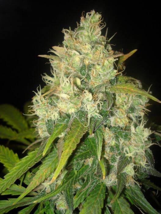 Black Russian Feminized by Delicious Seeds