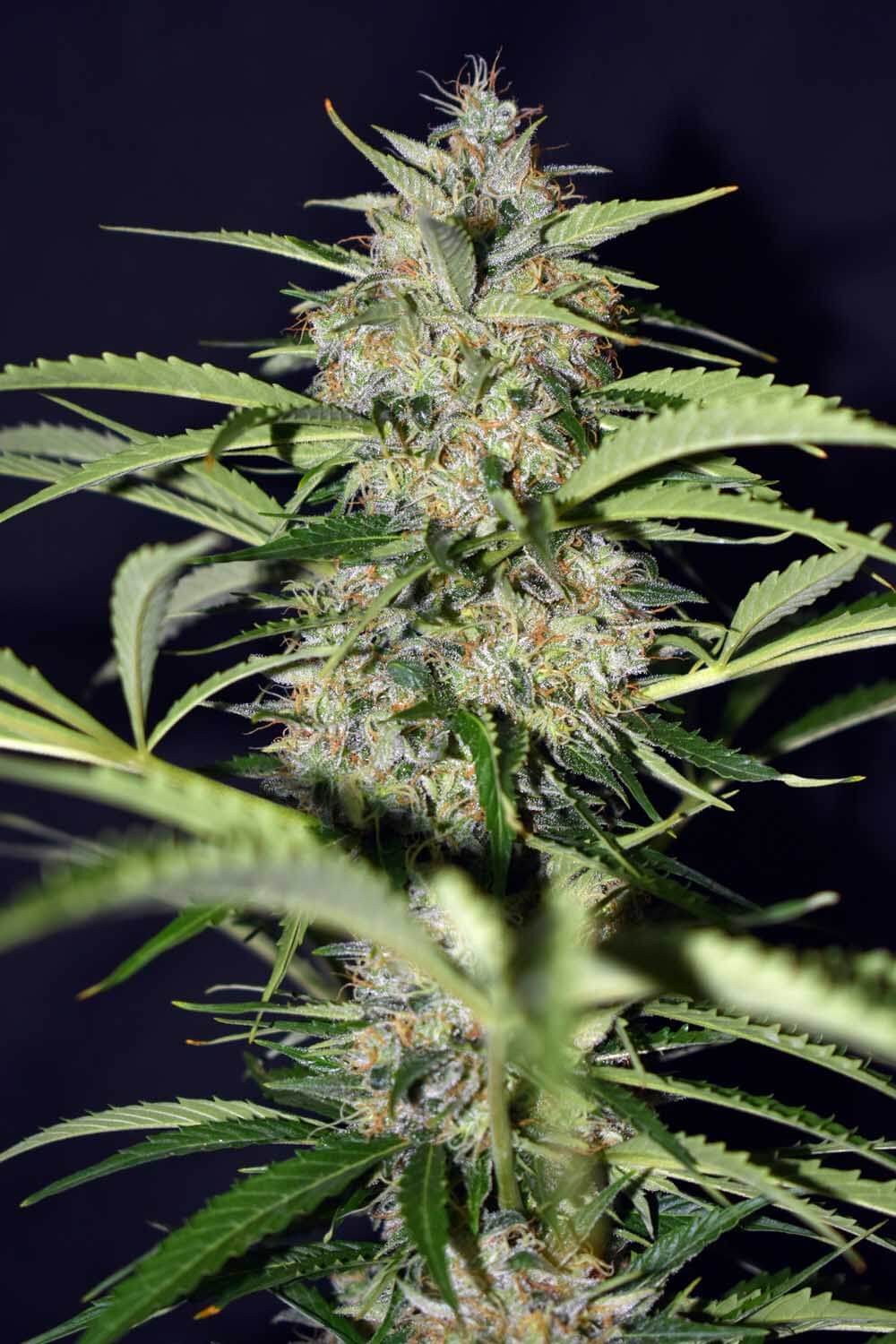 Black Ryder ASB Autoflower by Xtreme Seeds