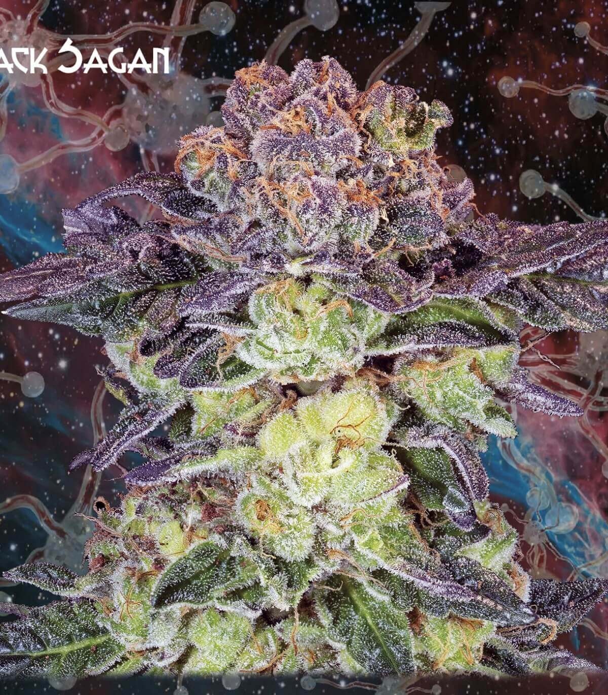 Black Sagan Feminized by Nemeseeds