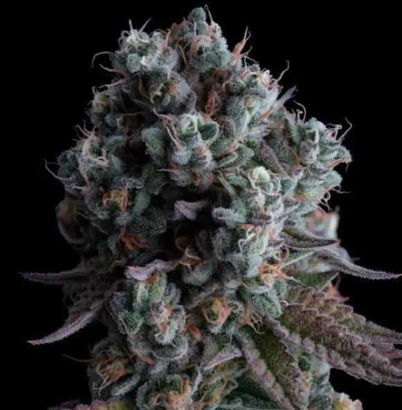 Black Sugar 2.0 Feminized by Seedsman