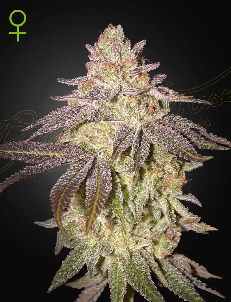 Black Toffee Auto Autoflower by Green House seeds