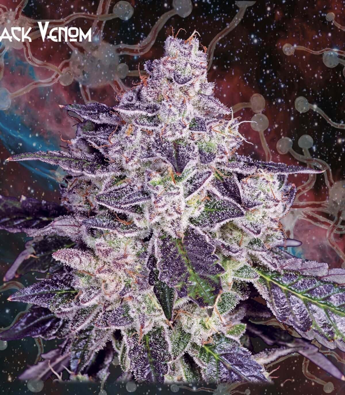Black Venon Feminized by Nemeseeds