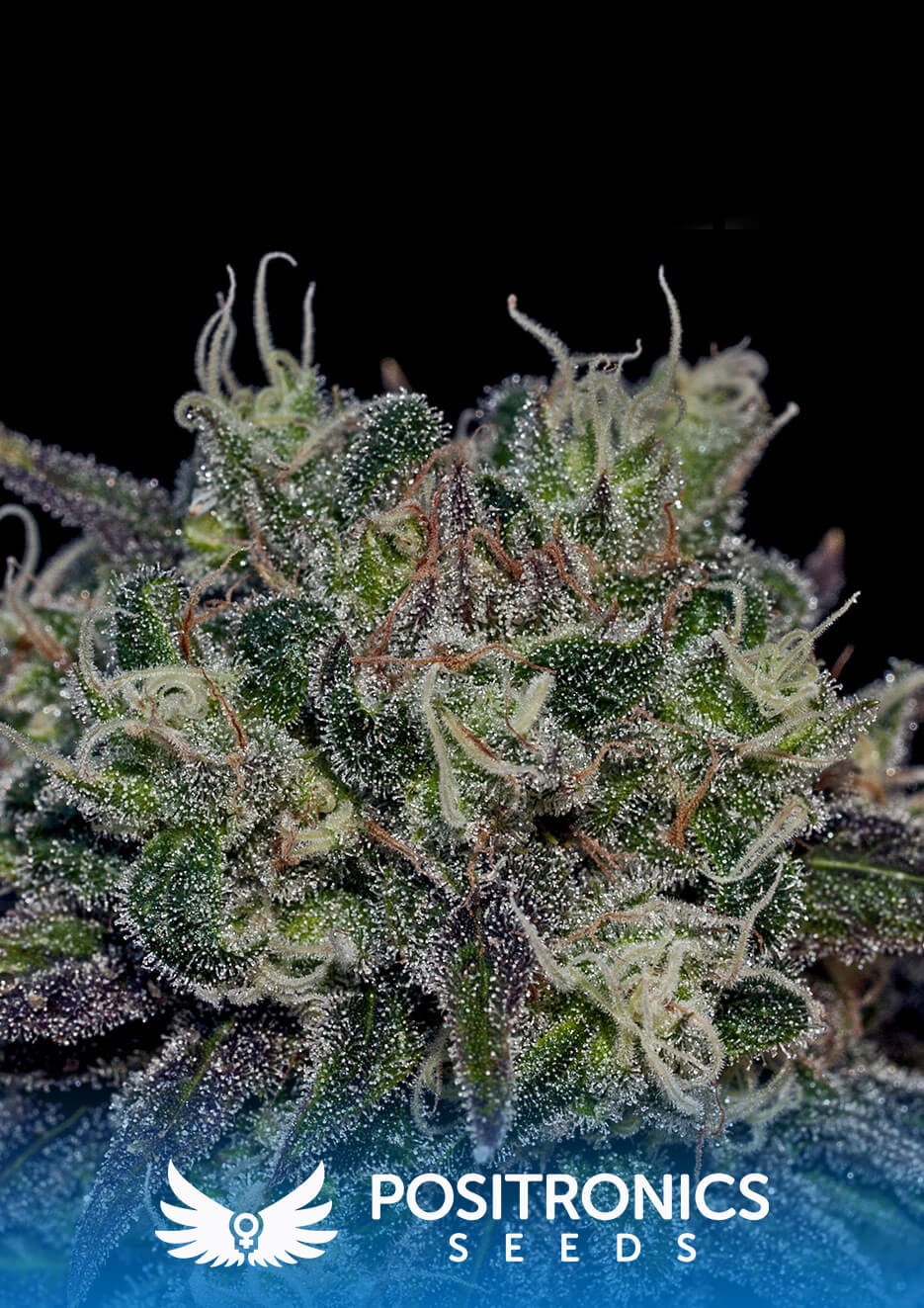Black Widow Feminized by Positronics