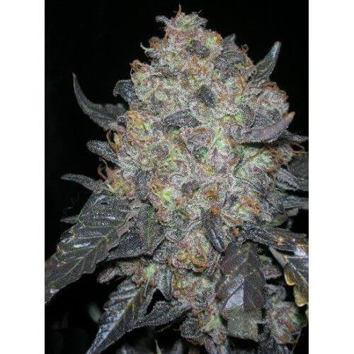 BlackWater Feminized by The Cali Connection
