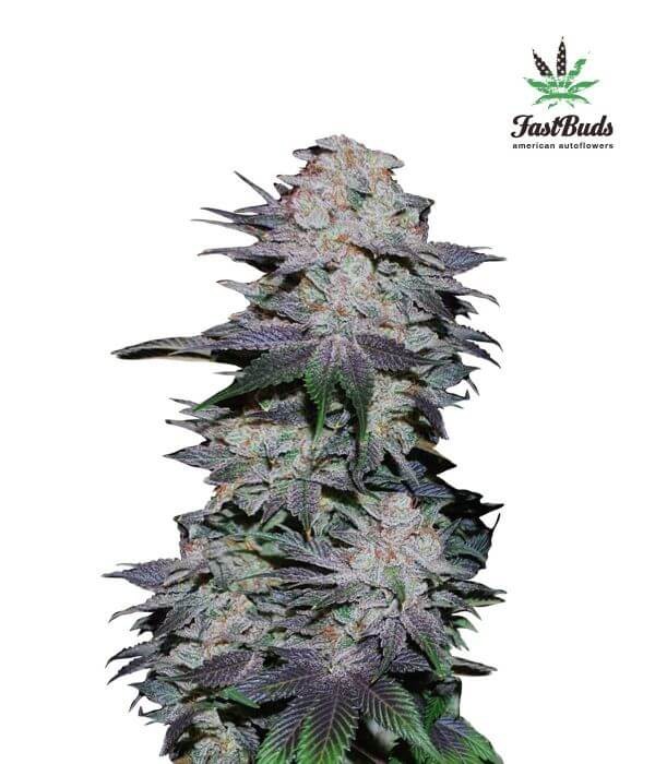 Blackberry Autoflower by Fast Buds