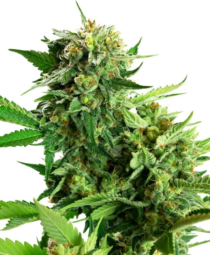 Blackberry Cake Feminized by Sensi Seeds