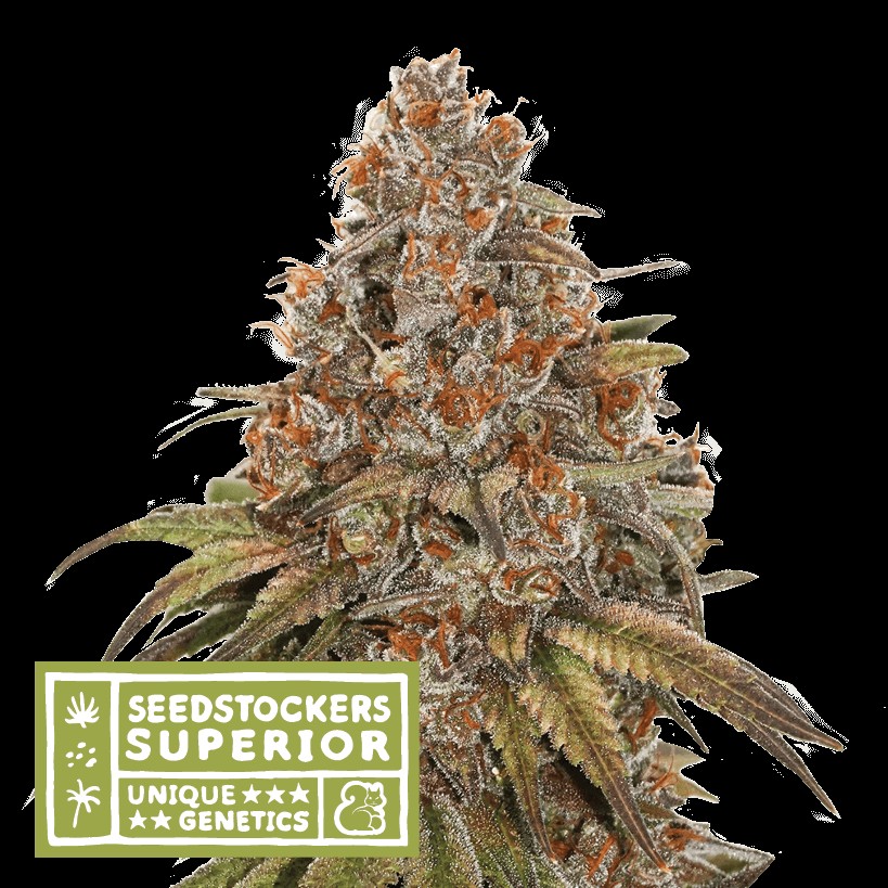 Blackberry Gum Auto Autoflower by Seedstockers