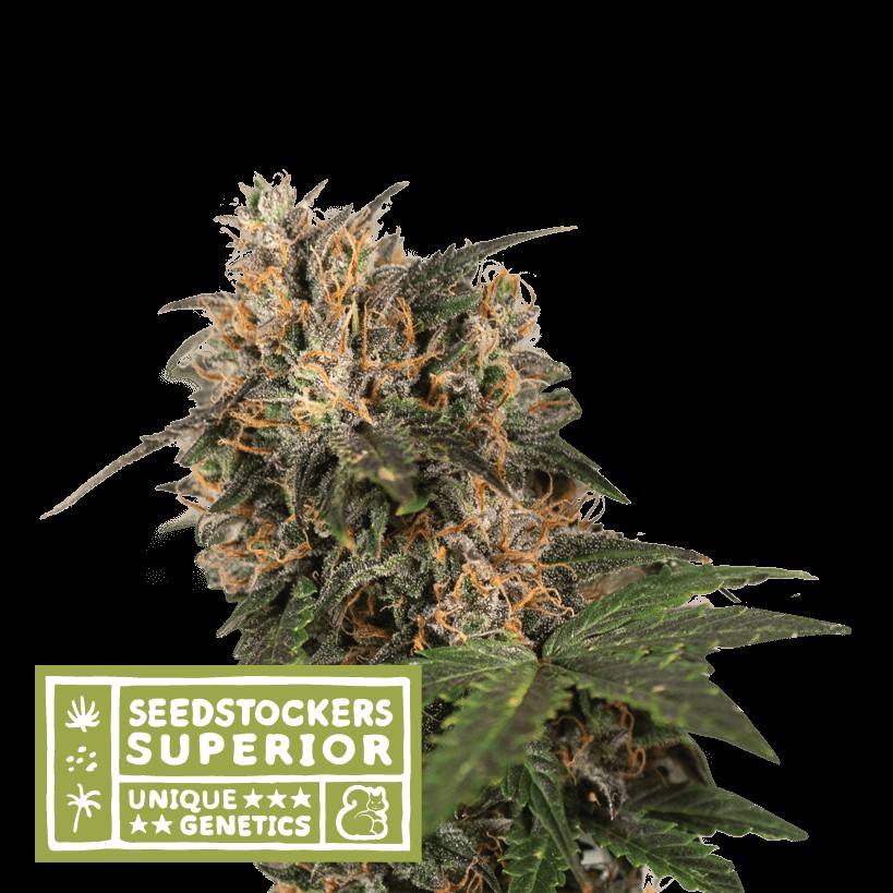 Blackberry Gum Feminized by Seedstockers