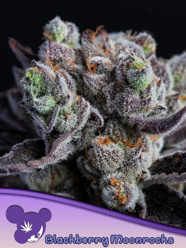 Blackberry Moonrocks Feminized by Anesia Seeds