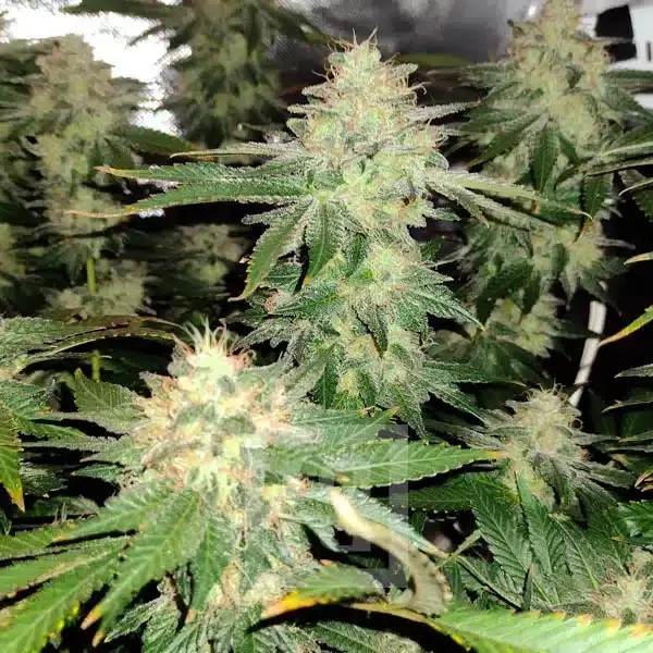 Blackberry Moonstones Feminized by Blimburn Seeds