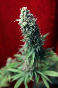 Blackdance Feminized by Reggae Seeds