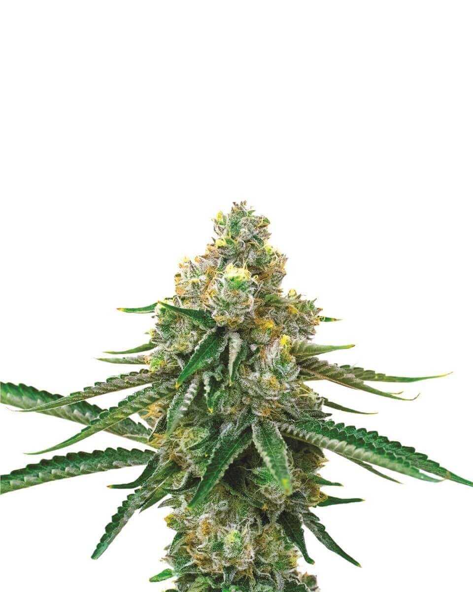 Blackjack Feminized by Nirvana