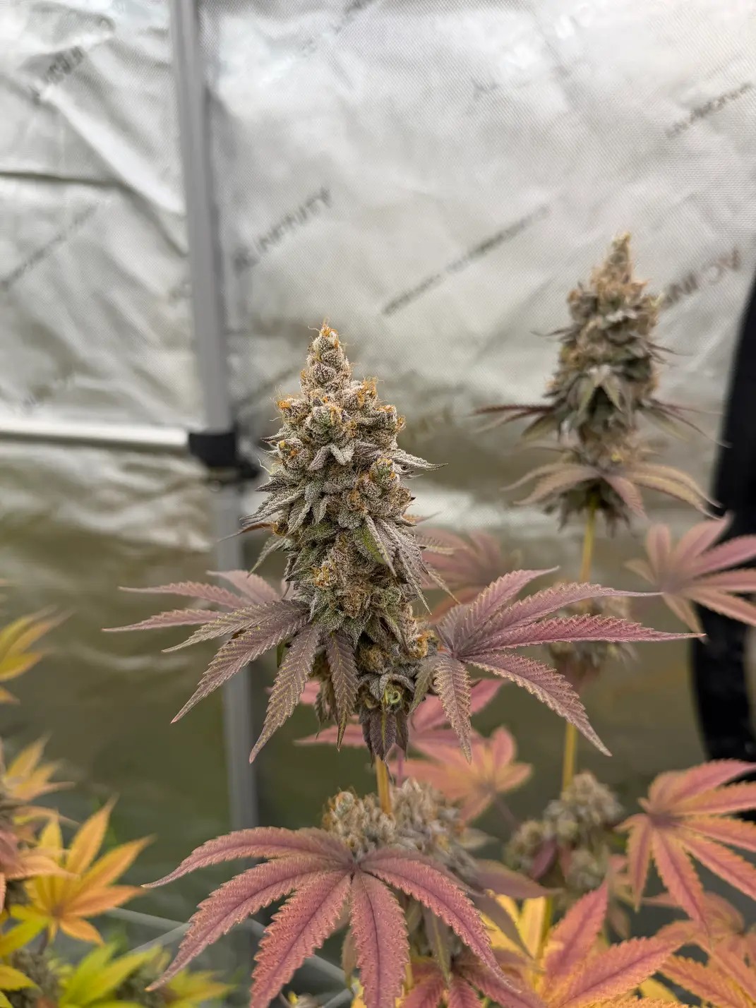 Blood Moon Gelato Feminized by Seedsman