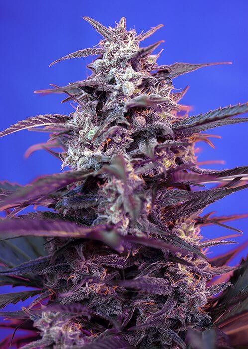 Bloody Skunk Auto Autoflower by Sweet Seeds