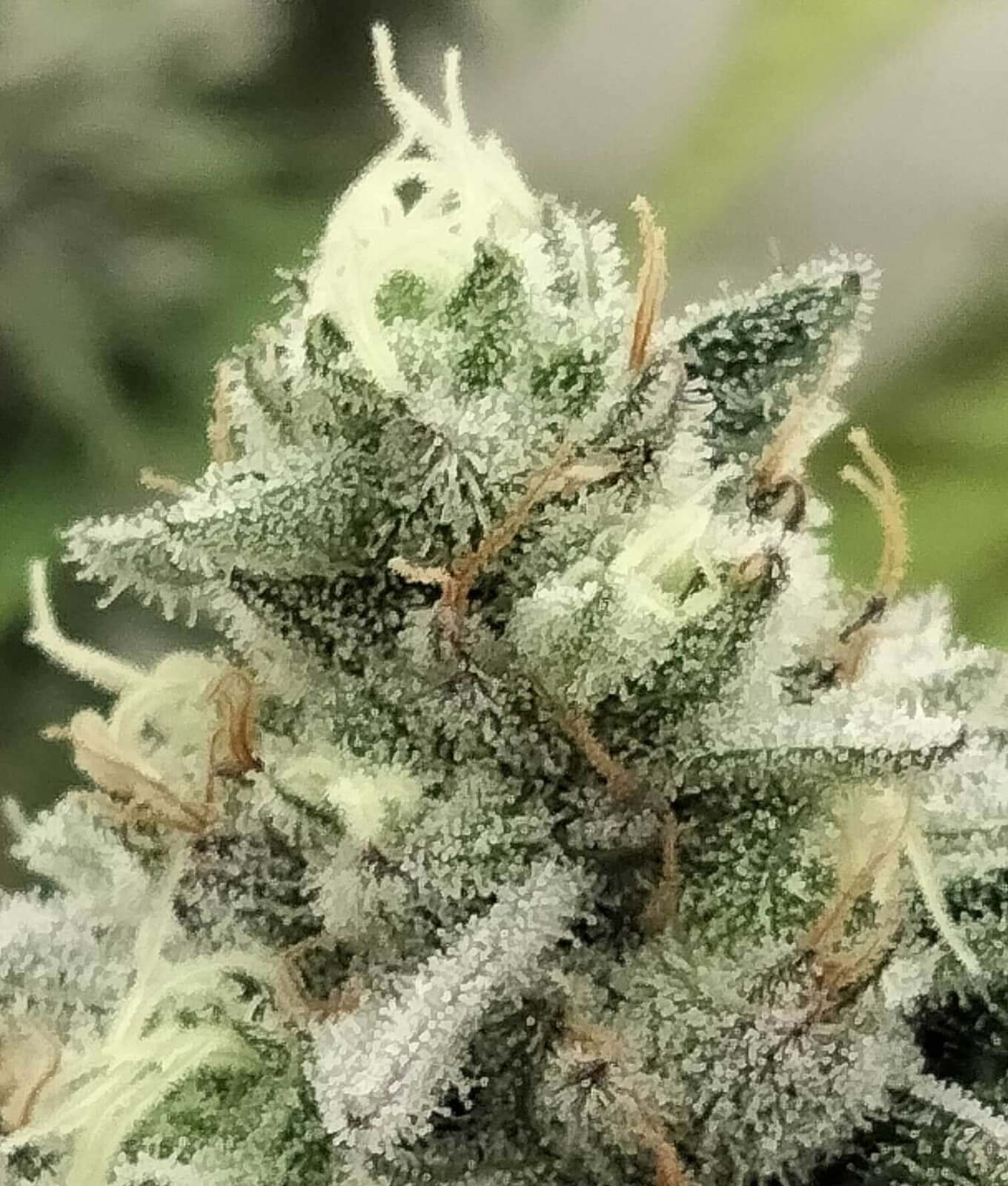 Bloowrange Feminized by The Grateful Seeds