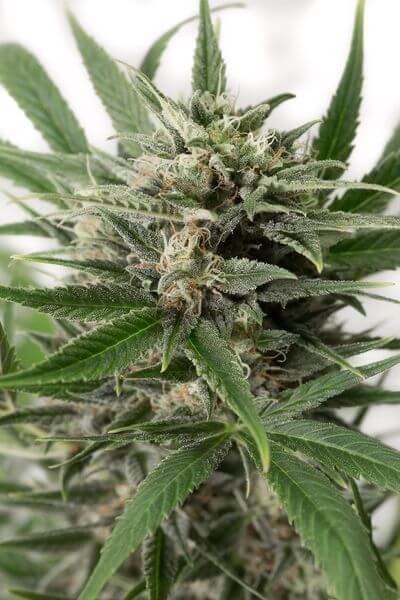 Blue Amnesia XXL Auto Autoflower by Dinafem