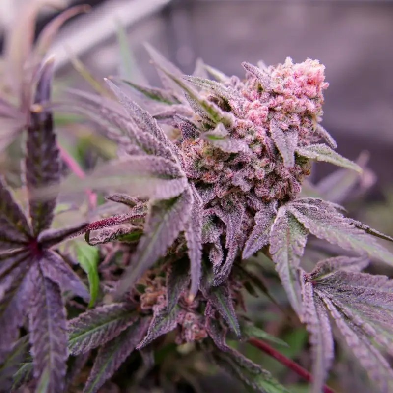 Blue Applez Feminized by Dutch Passion