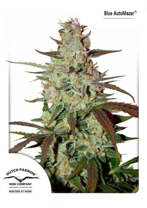 Blue Auto Mazar Autoflower by Dutch Passion