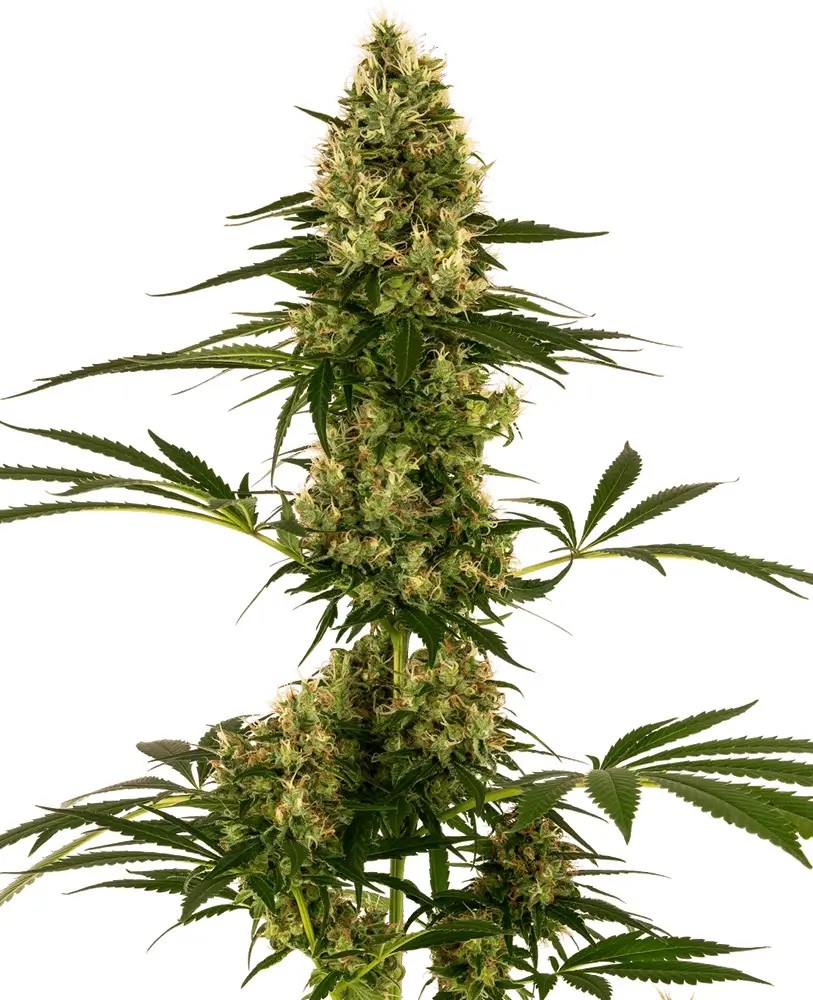 Blue Bullet Auto Autoflower by Sensi Seeds