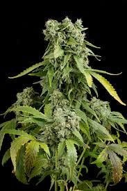 Blue Cheese Auto Autoflower by Dinafem