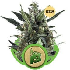 Blue Cheese Auto Autoflower by Royal Queen Seeds