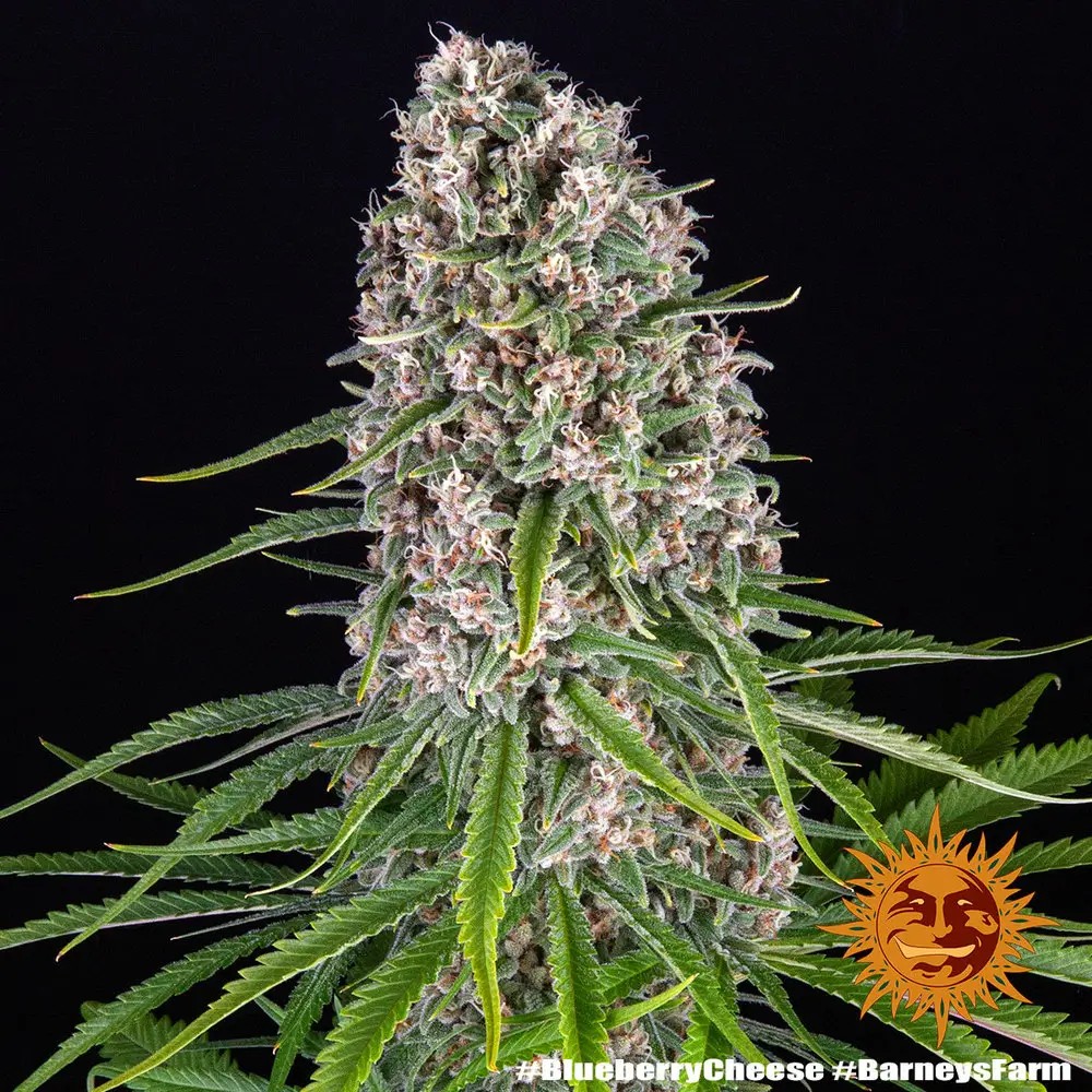 Blue Cheese Feminized by Barneys Farm