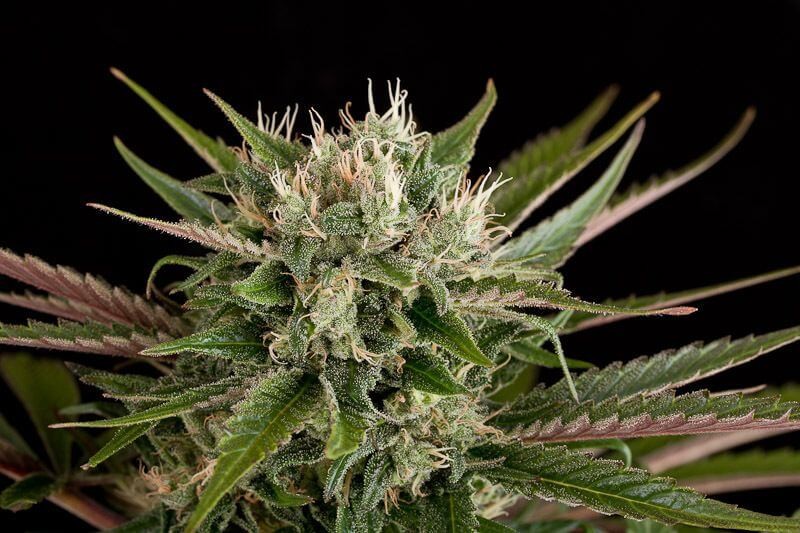 Blue Cheese Feminized by Dinafem