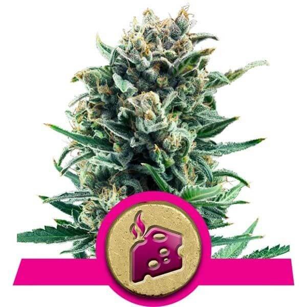 Blue Cheese Feminized by Royal Queen Seeds