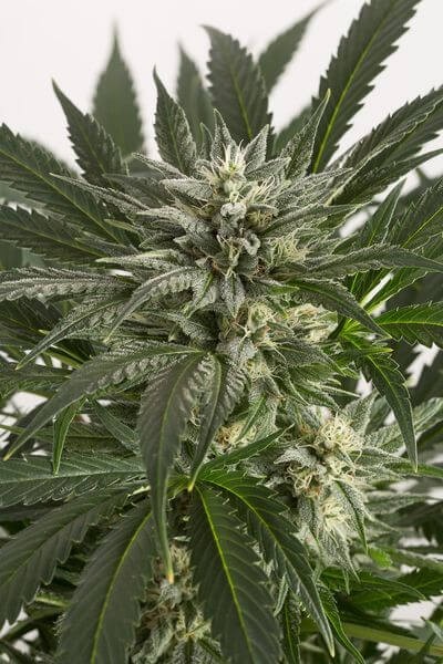 Blue Critical Auto Autoflower by Dinafem