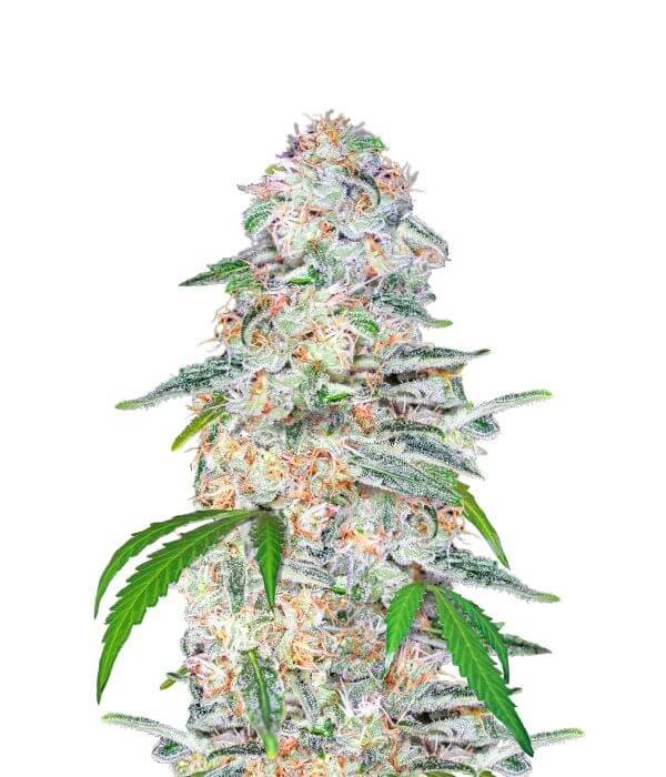 Blue Dream Auto Autoflower by Fast Buds