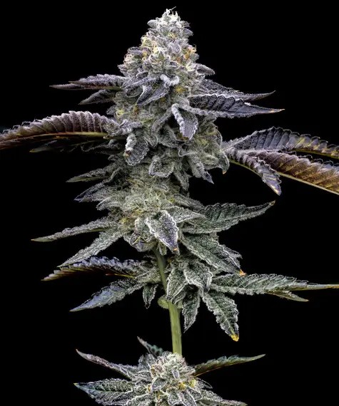 Blue Dream Feminized by Barneys Farm