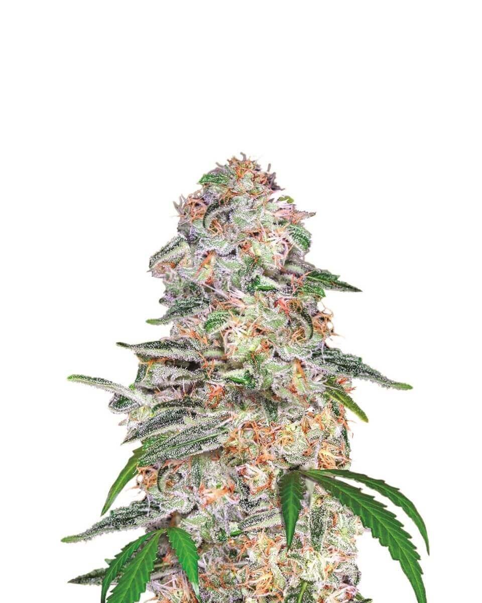 Blue Dream Feminized by Nirvana