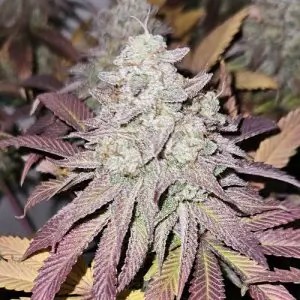 Blue Dream Feminized by cannapot