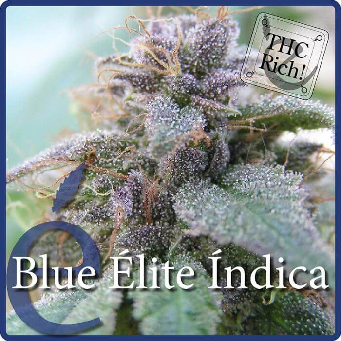 Blue Elite Indica Feminized by Elite Seeds