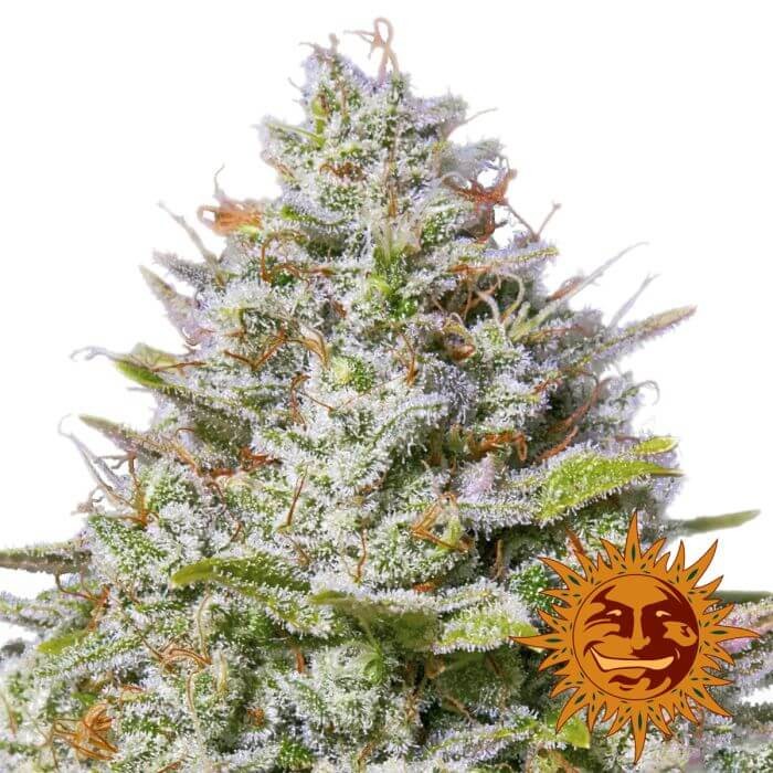 Blue Gelato 41 Feminized by Barneys Farm