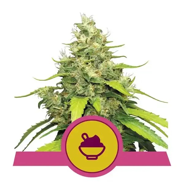 Blue Gelato Feminized by Royal Queen Seeds