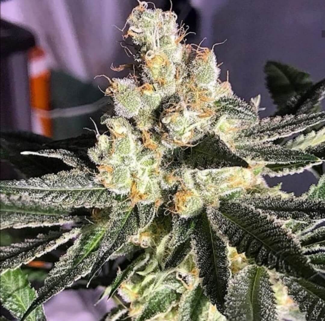 Blue Grape Fuel Feminized by Old School Genetics