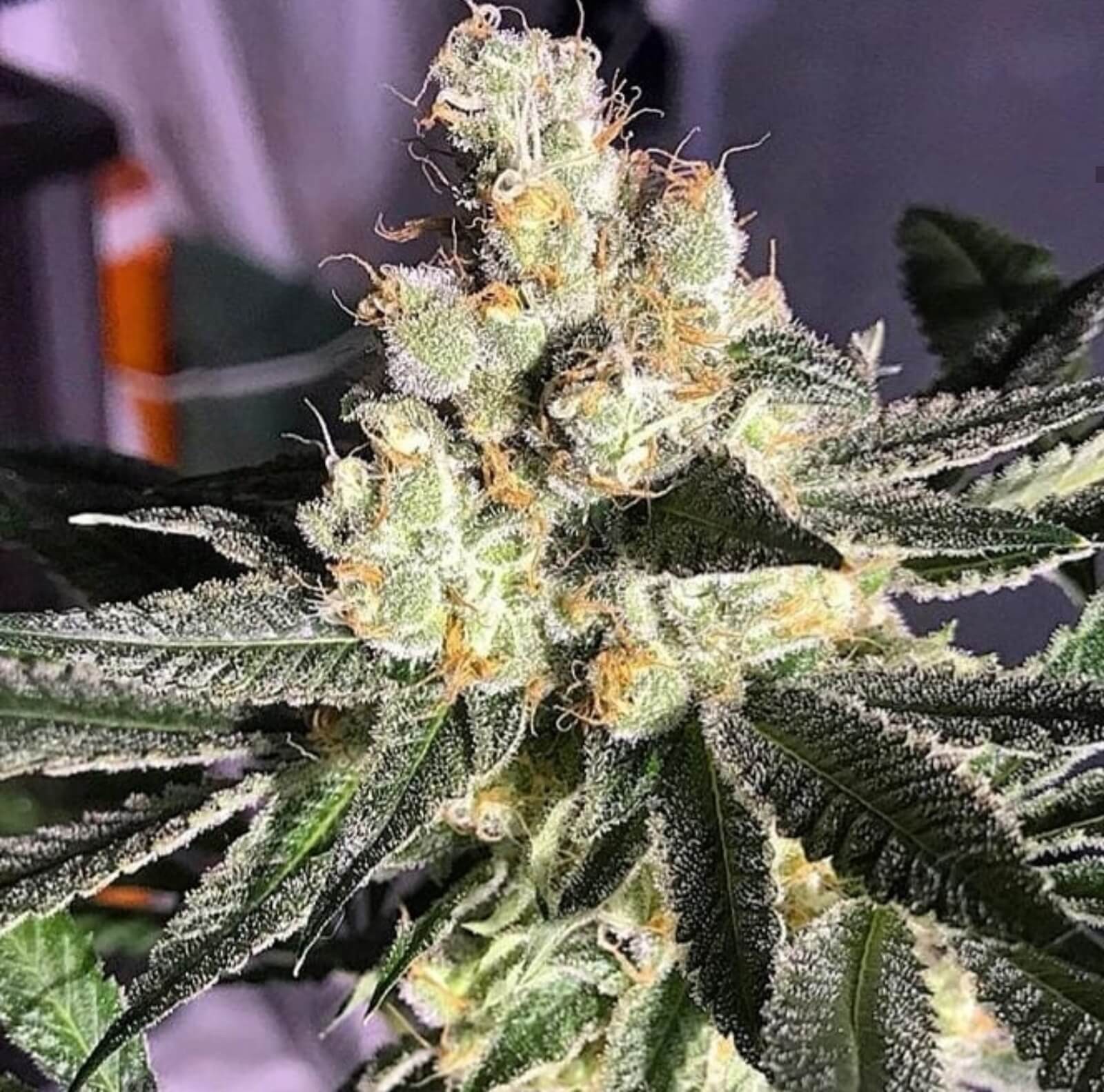 Blue Grape Fuel Regular by Old School Genetics