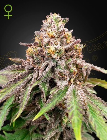 Blue Haze x Gelato 41 Auto Autoflower by Green House seeds