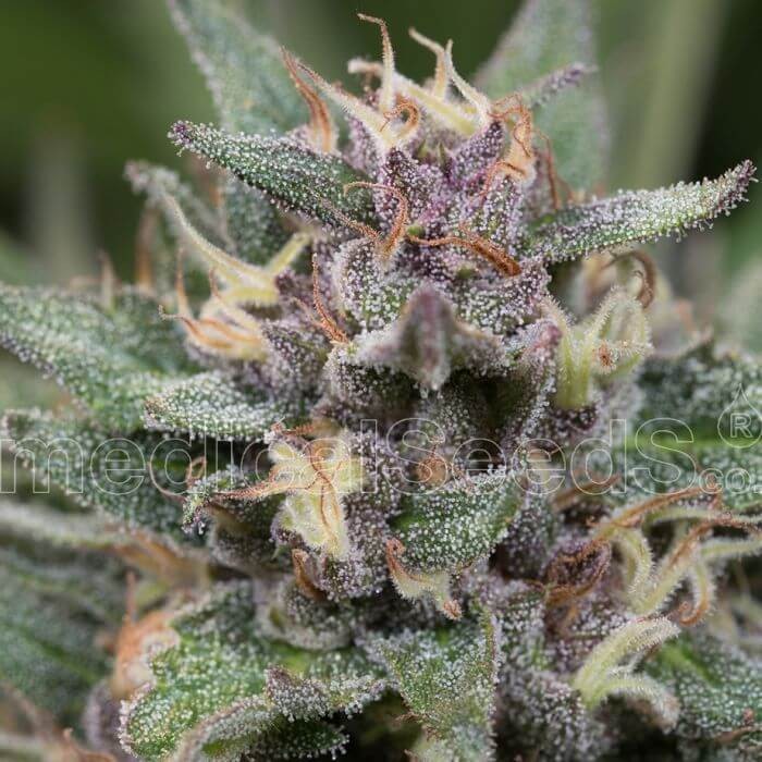Blue Hell Auto Autoflower by Medical Seeds