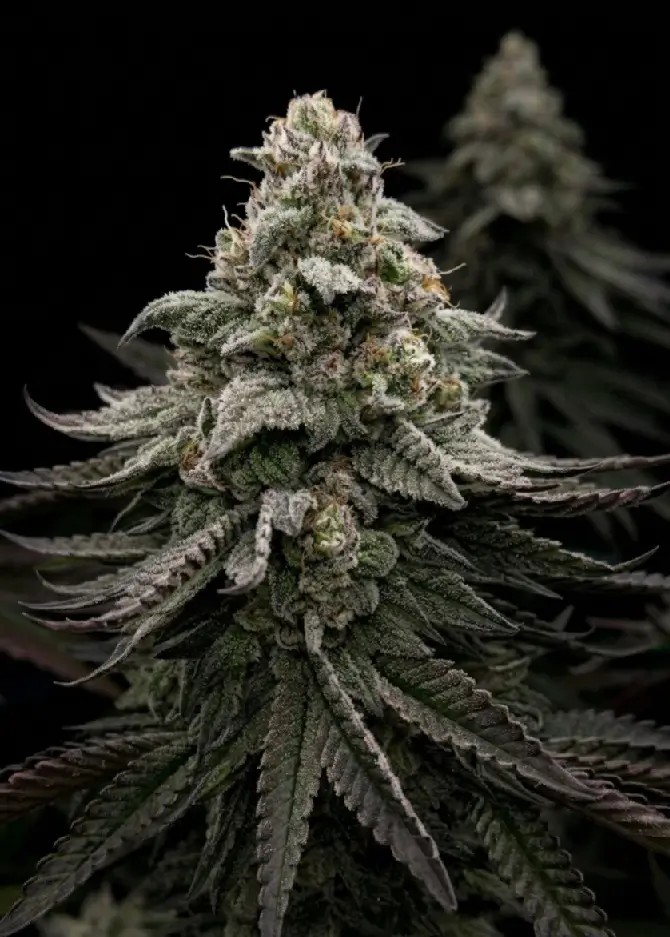Blue Hippo Feminized by Aficionado French Connection